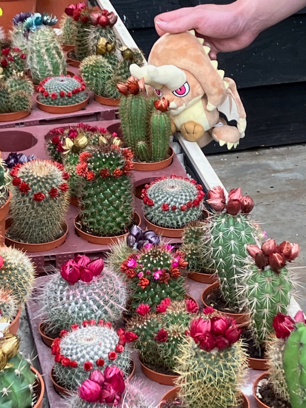Foto van een zachte pluche knuffel in de vorm van een dino, die naar een verzameling prikkelige cactussen kijkt.